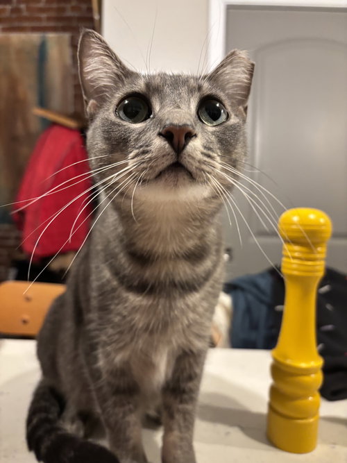 Blossom, Adult Domestic Short Hair (short coat), cat for adoption in St. Peters, Missouri