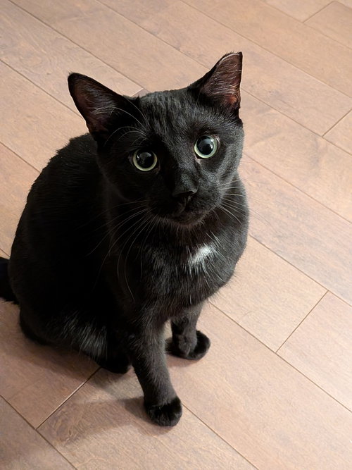 Fiddle, Young Domestic Short Hair (short coat), cat for adoption in St. Peters, Missouri