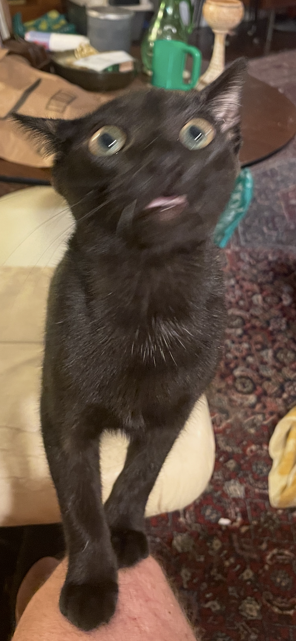 Lil Black