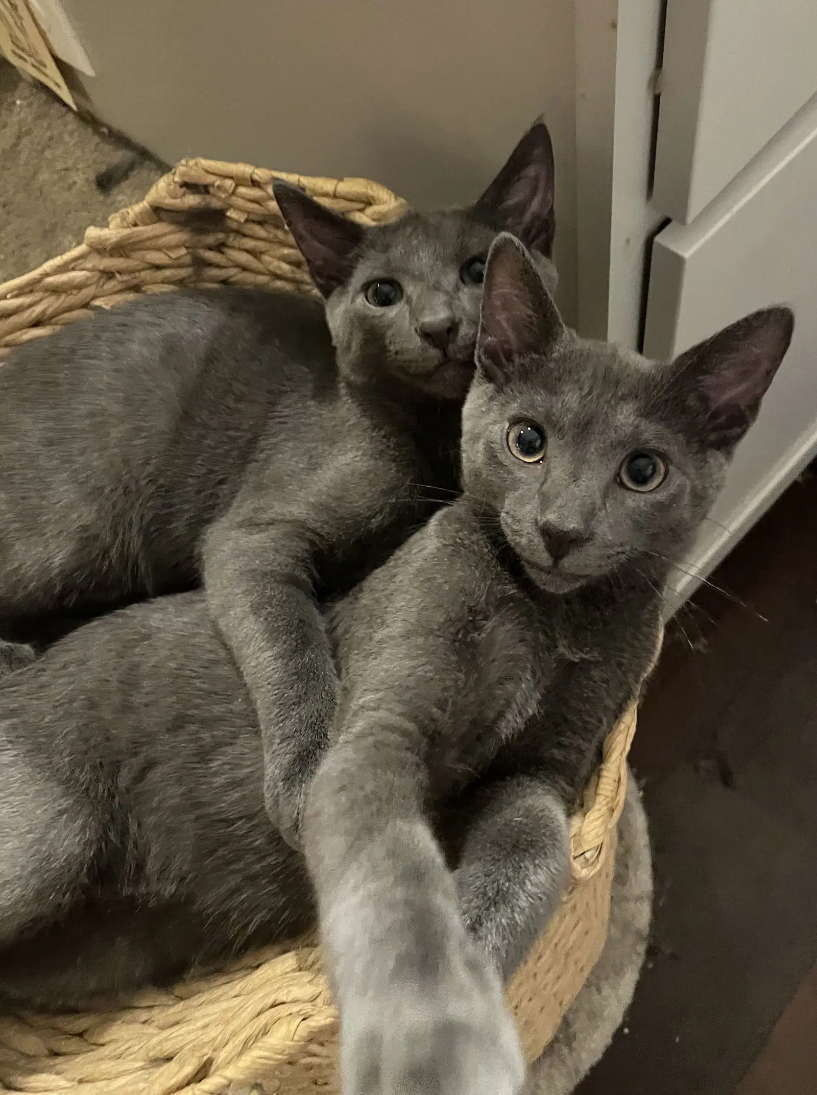 Cece - American Shorthair