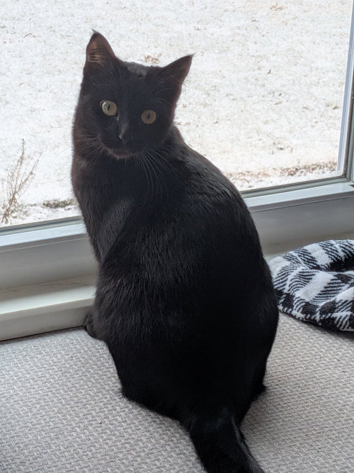 Ginger, Baby Domestic Short Hair, cat for adoption in St. Peters, Missouri