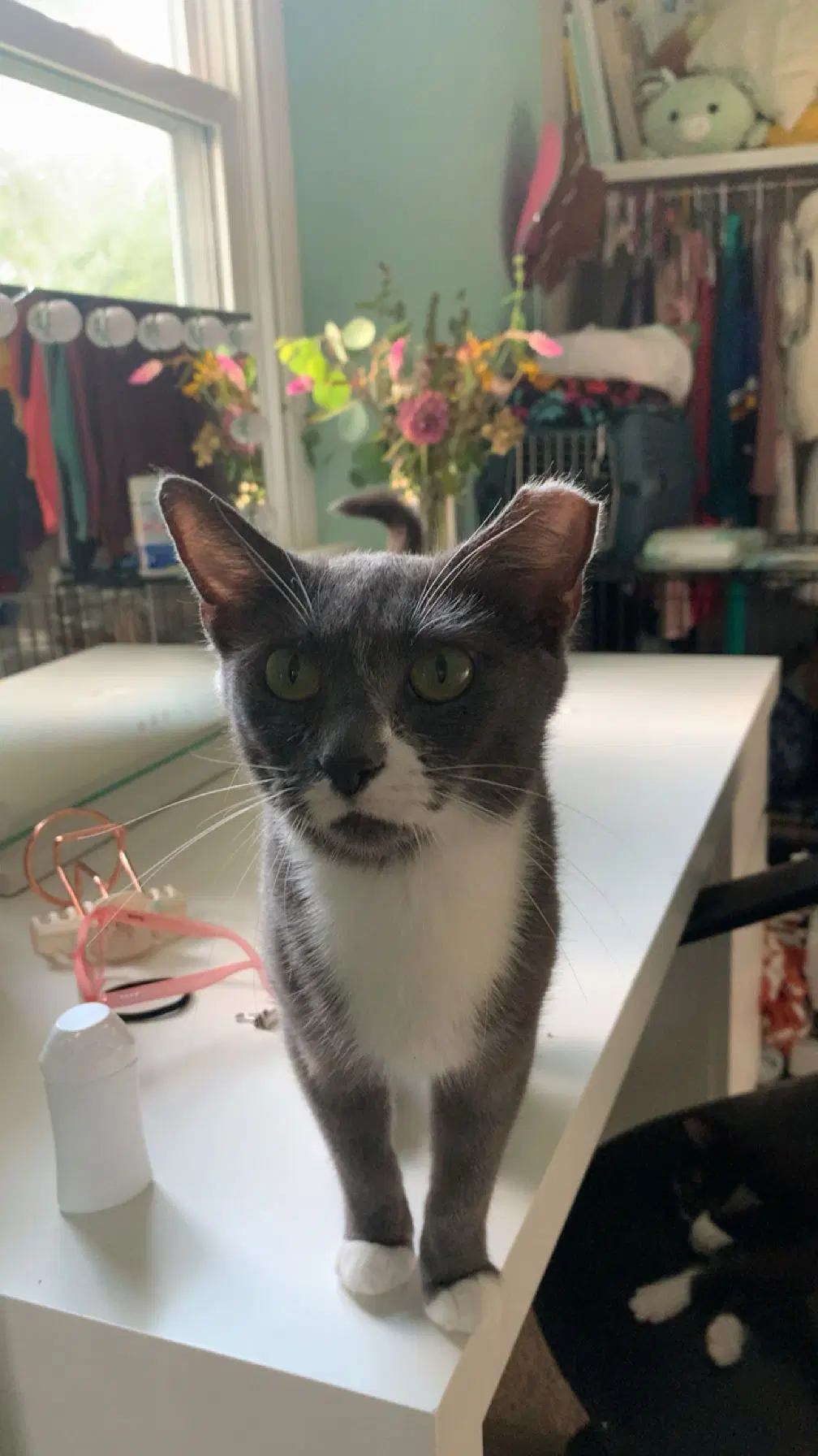 Rhonda - American Shorthair