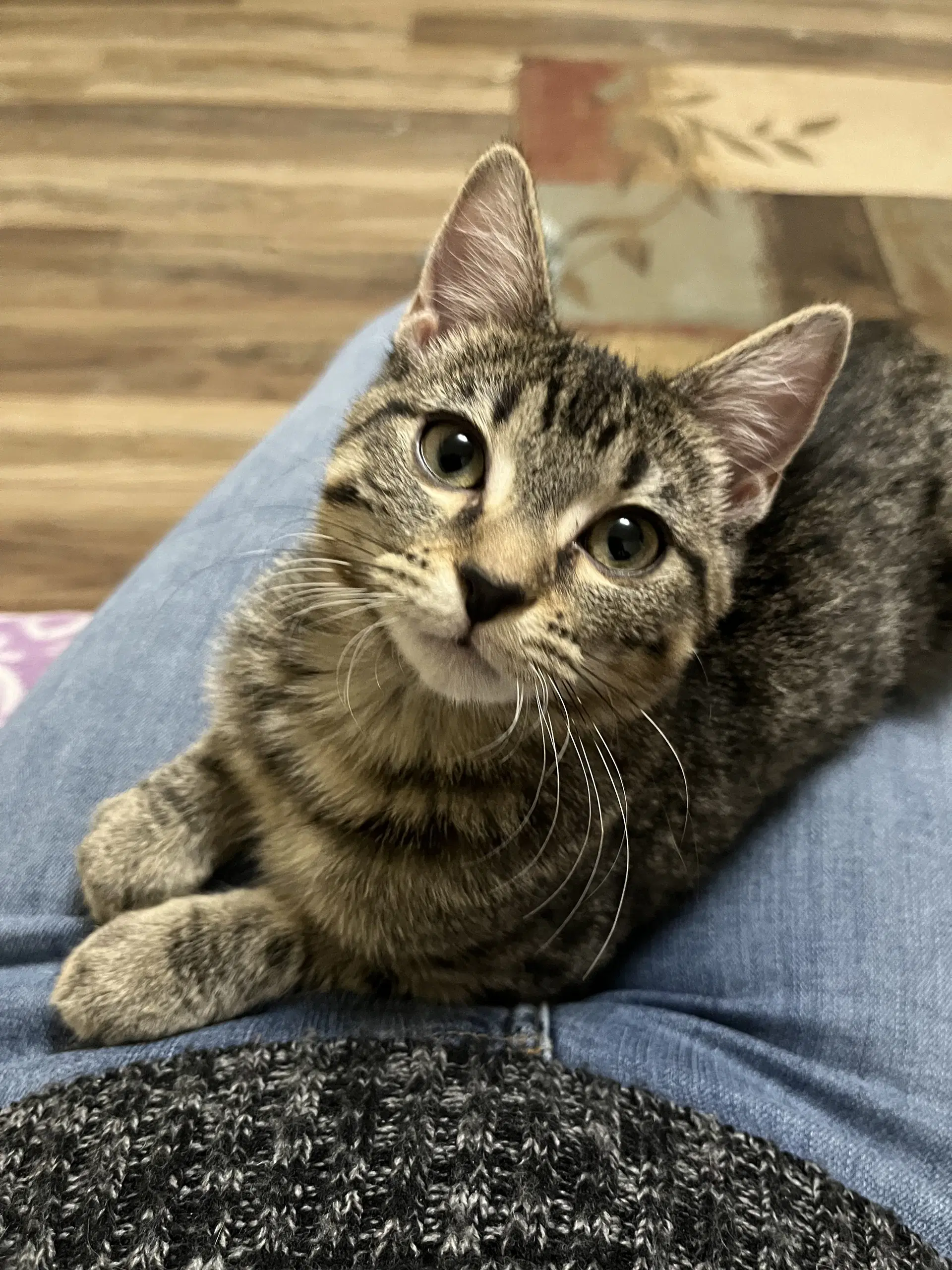 Jenny - Domestic Short Hair