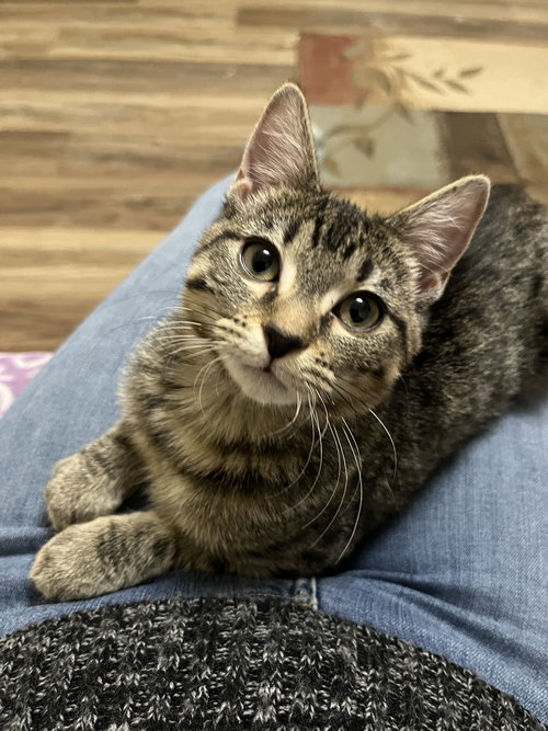 Jenny, an adoptable Domestic Short Hair in St. Louis, MO