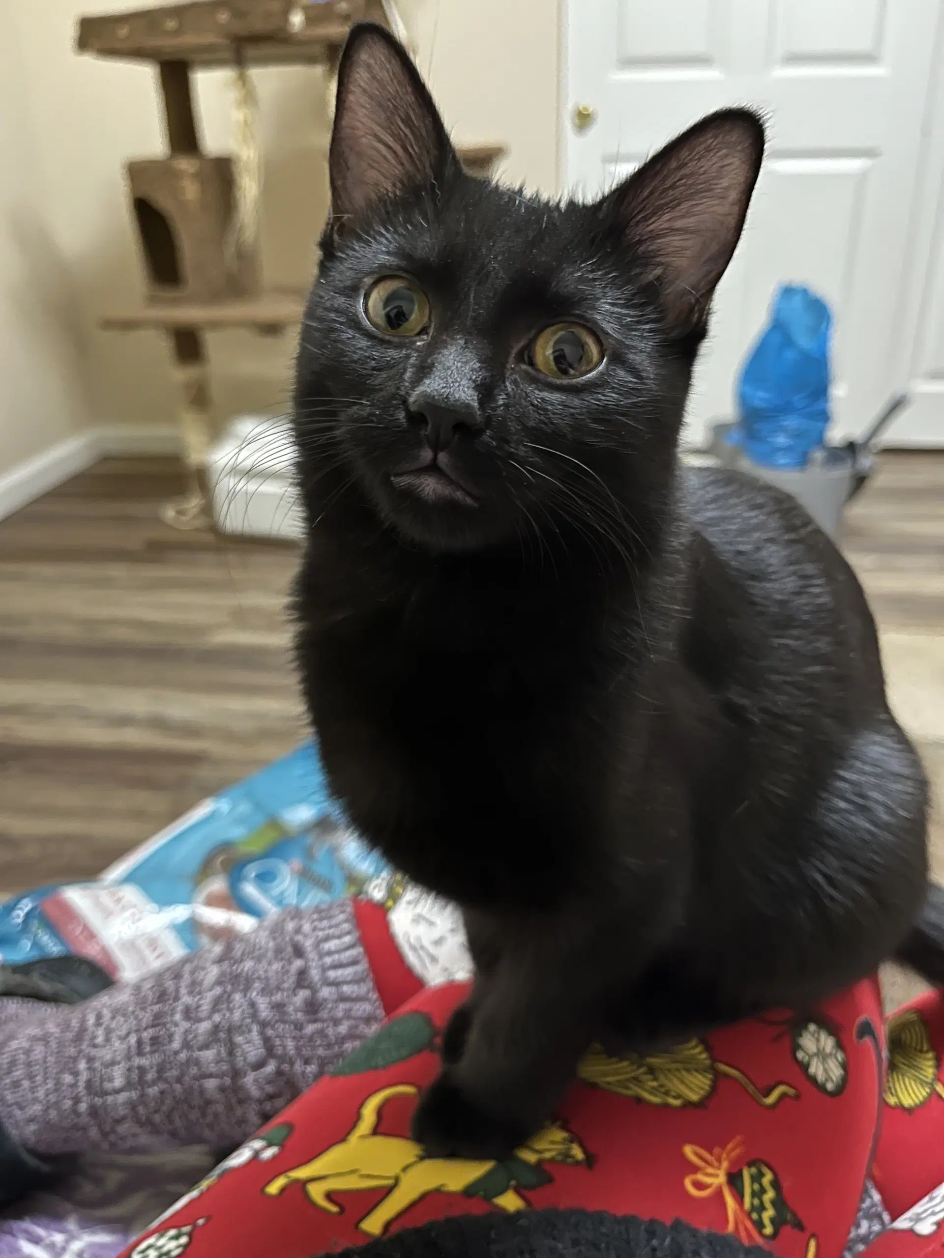 Leigh - Domestic Short Hair