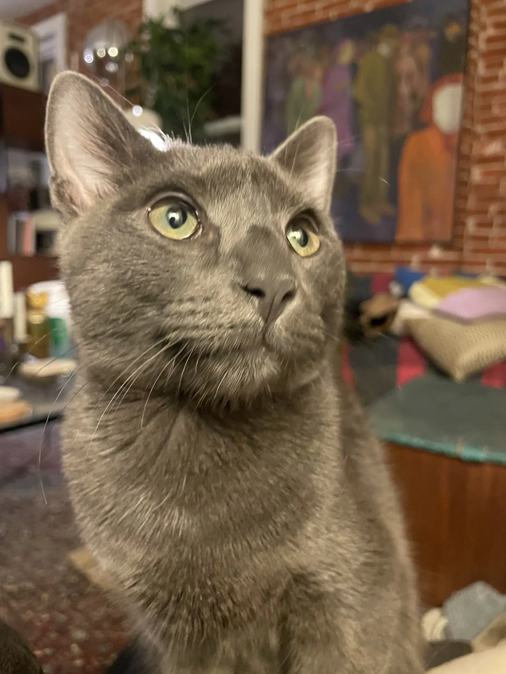 Smokey - Domestic Short Hair