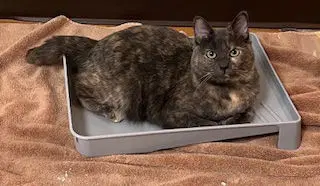 Olivia - Domestic Short Hair