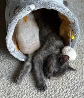 Olivia image 2