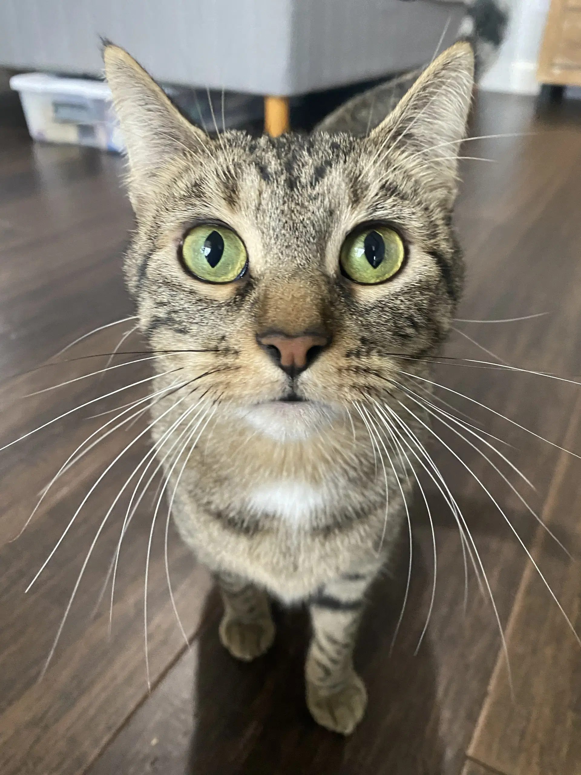 June Bug - Domestic Short Hair