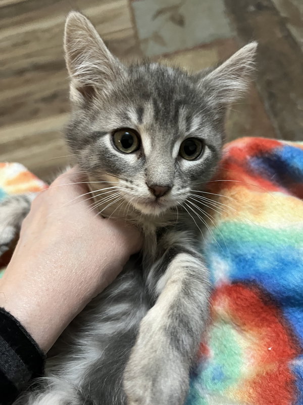 Astro