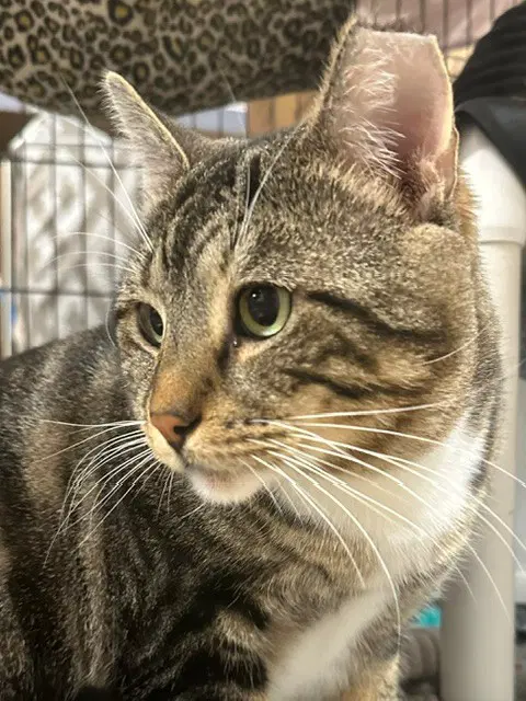 Bruce - Domestic Short Hair