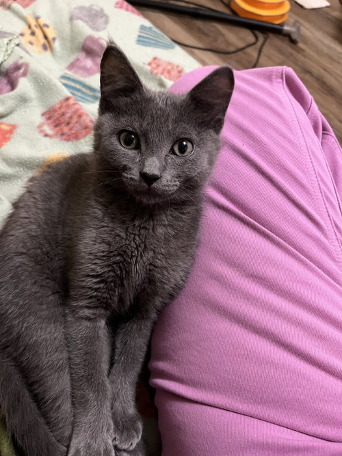 Grier, Baby Domestic Short Hair / Mixed (short coat), cat for adoption in Chesterfield, Missouri