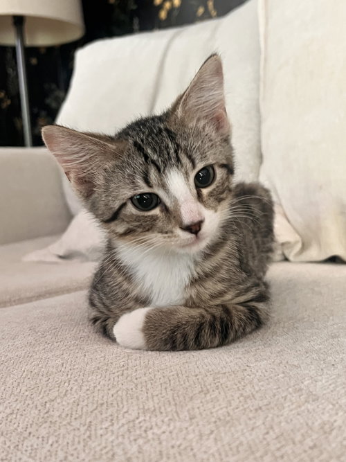 Roman Burki, an adoptable American Shorthair in St. Louis, MO