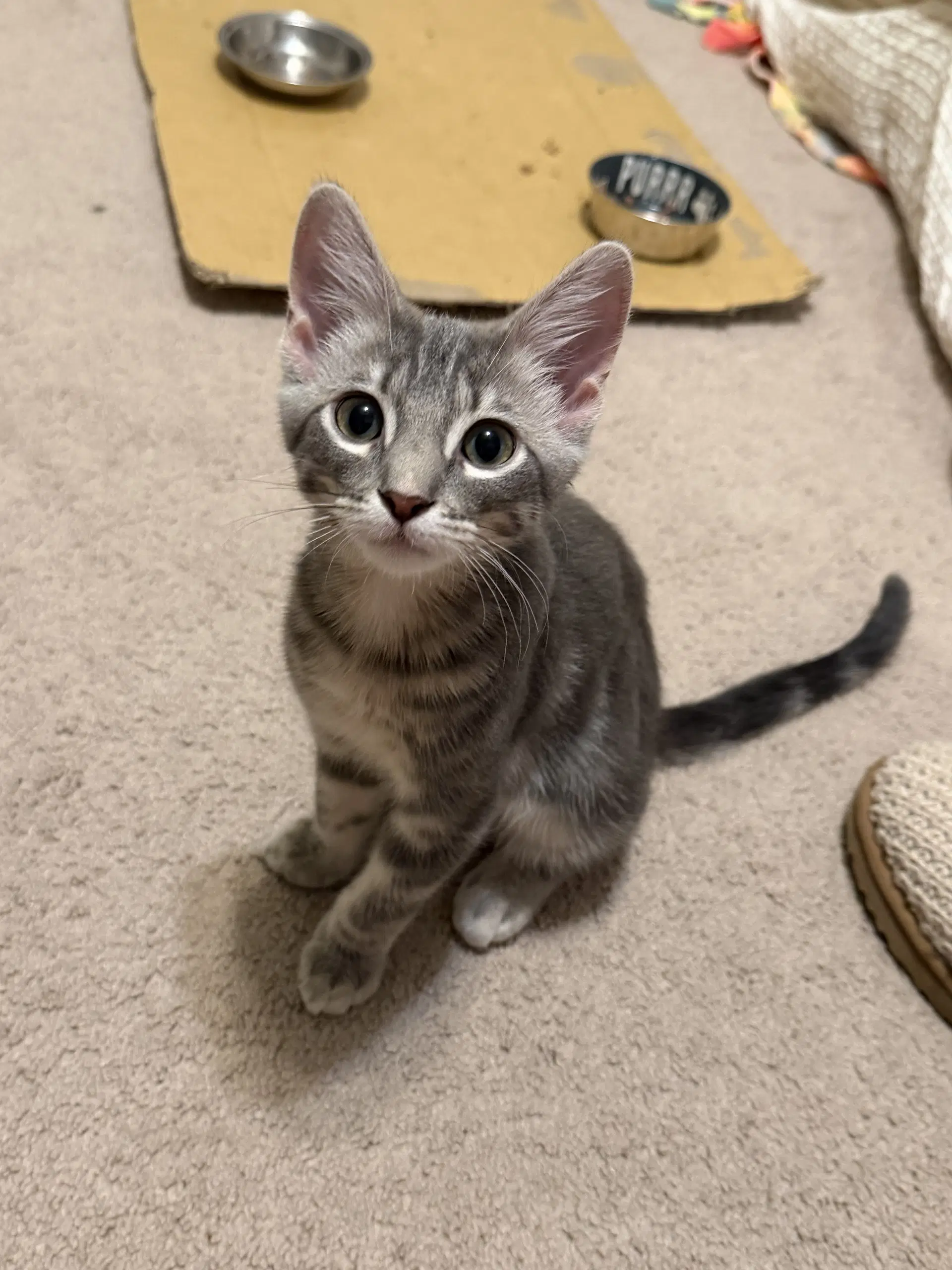 Willie Mcgee - American Shorthair