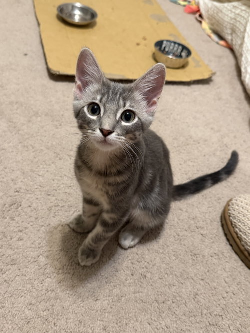 Willie McGee, an adoptable American Shorthair in St. Louis, MO