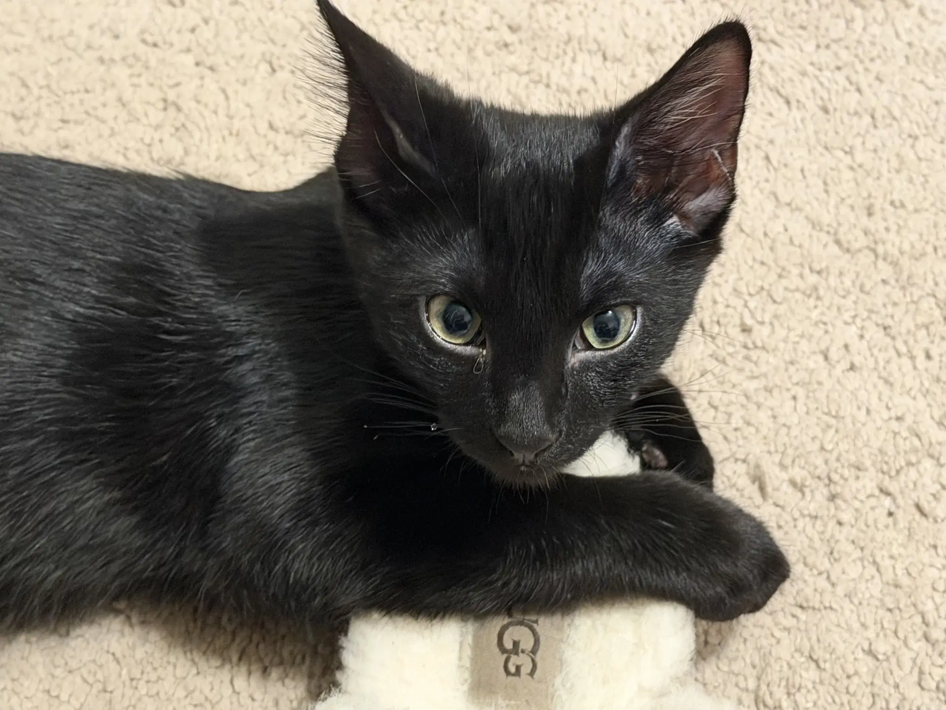Marshall Faulk - American Shorthair