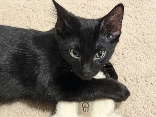 Marshall Faulk, an adoptable American Shorthair in St. Louis, MO