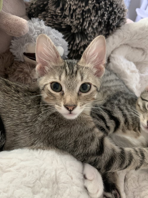 Bernie Federko, an adoptable American Shorthair in St. Louis, MO