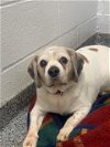 adoptable Dog in  named Henry