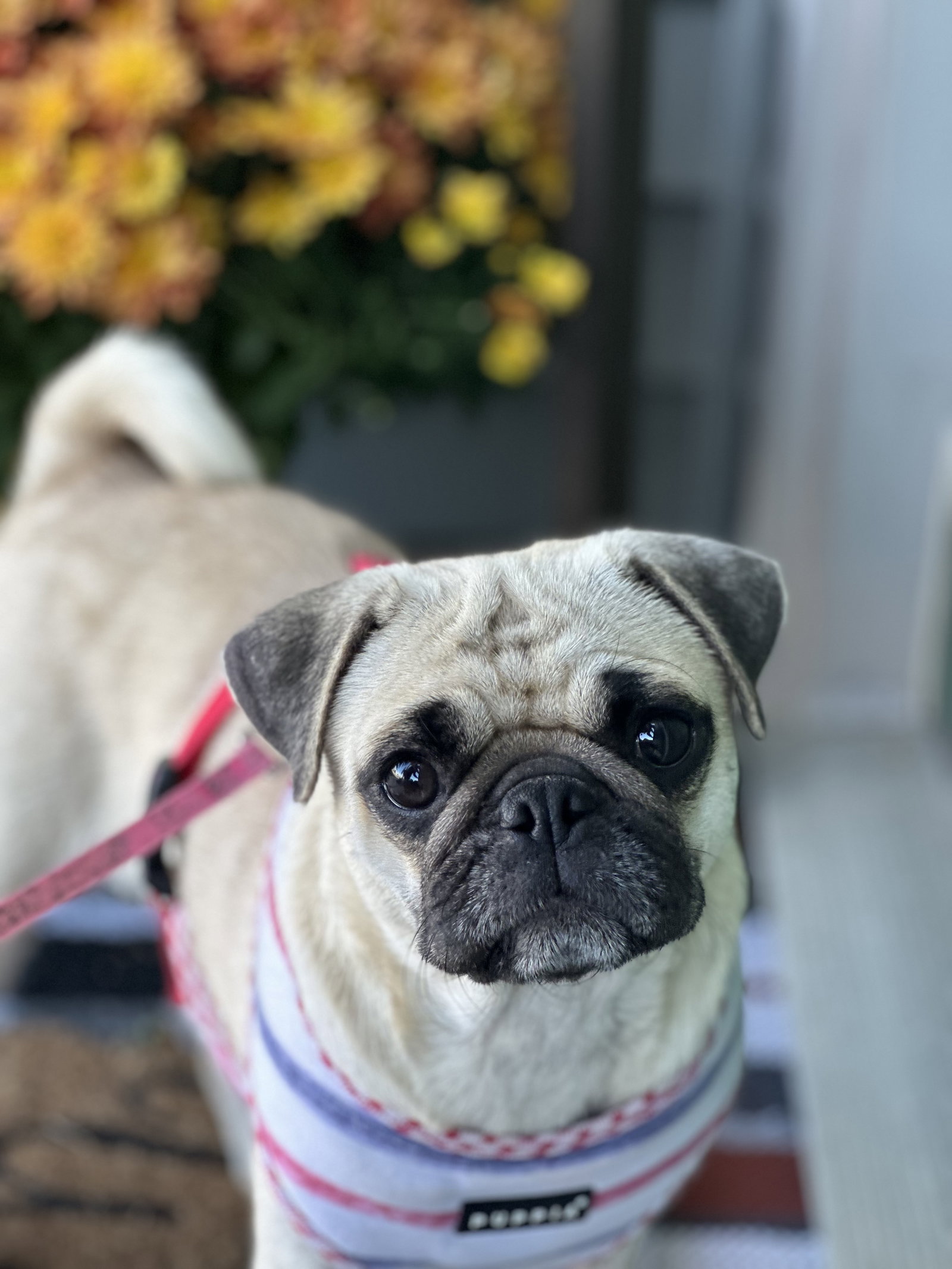 Dog for Adoption Clover, a Pug in Zionsville, IN Alpha Paw
