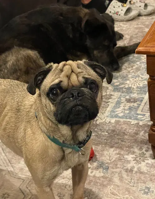 Sammy - Pug