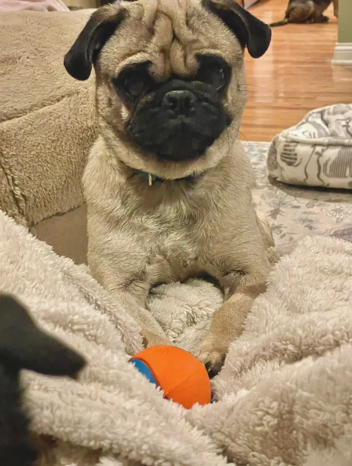 Sammy image 3