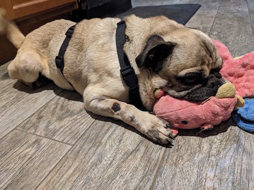 WEDNESDAY - Pug available for adoption