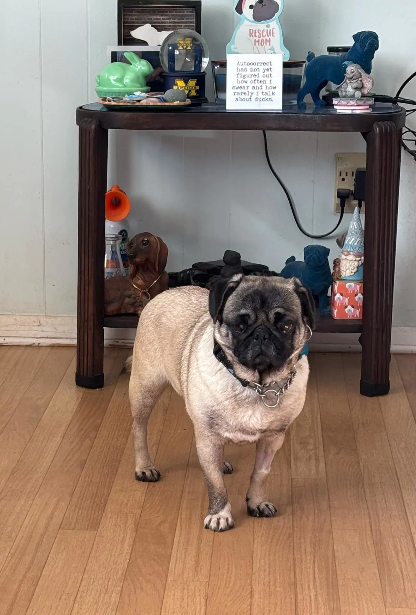 Maggie May - Pug
