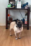 adoptable Dog in  named Maggie