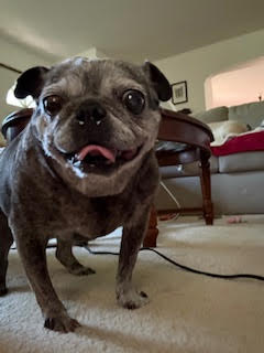 adoptable Dog in Indianapolis, IN named Lottie