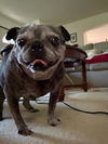 adoptable Dog in  named Lottie