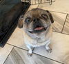 adoptable Dog in  named Archy