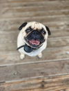 adoptable Dog in  named Mushu
