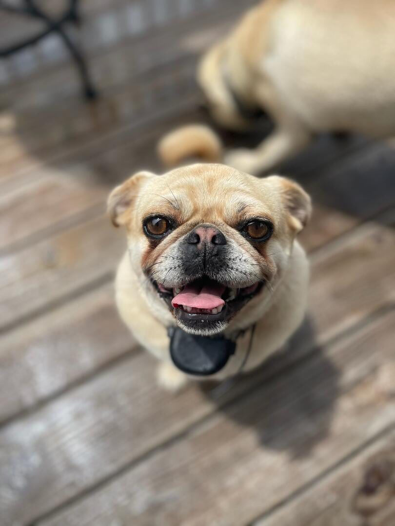 adoptable Dog in Indianapolis, IN named Mulan