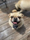 adoptable Dog in  named Mulan