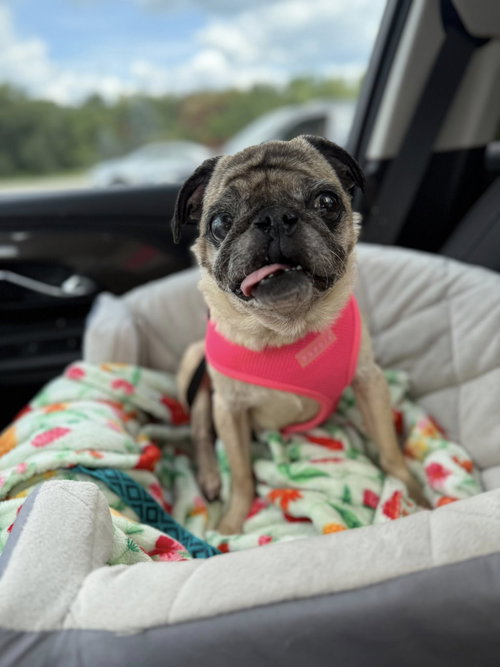 MARLEY - Pug available for adoption
