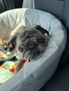 Marley - Photo 2