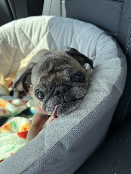 MARLEY - Pug available for adoption