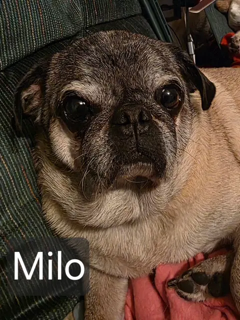 Milo - Pug