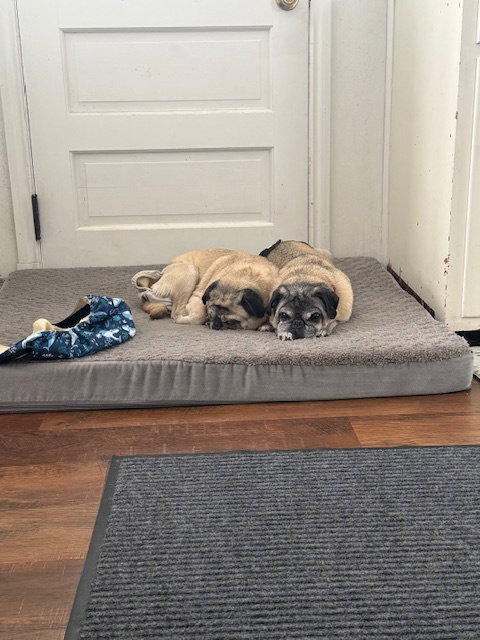 Milo, photo 6