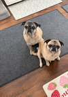 Milo - Photo 2