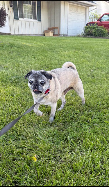 Milo, photo 4