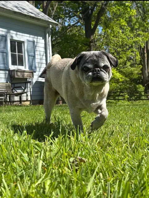 Milo image 2