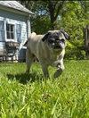 Milo - Photo 2