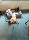 Milo - Photo 9