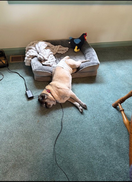 Milo, photo 9
