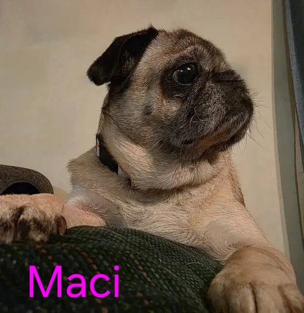 Maci image 2