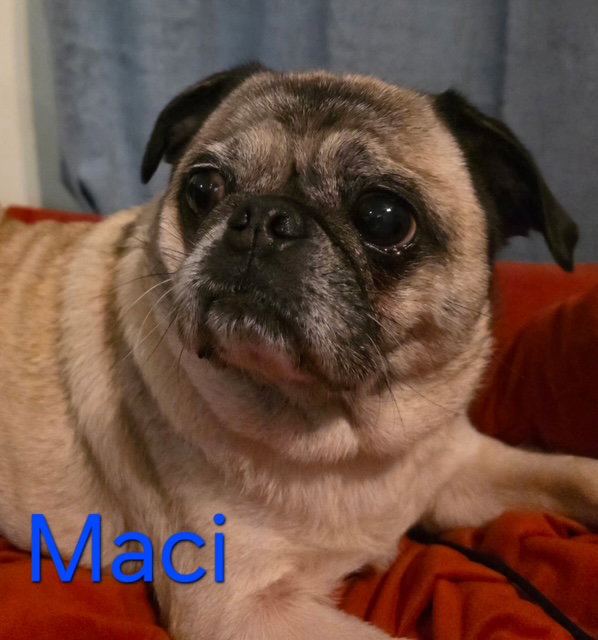 Maci