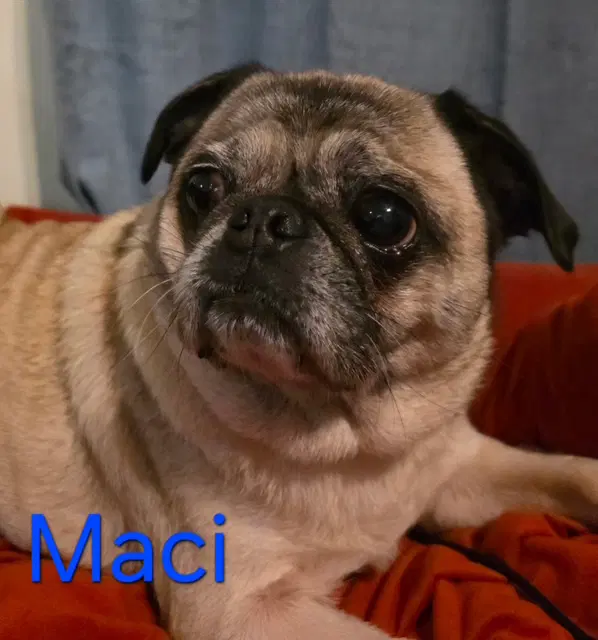 Maci - Pug