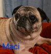 Maci - Photo 1